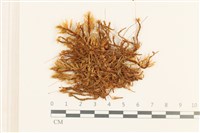 登錄號:B00015111藏品圖，第1張