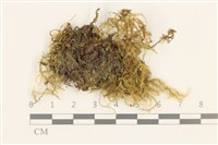 登錄號:B00015112藏品圖，第1張