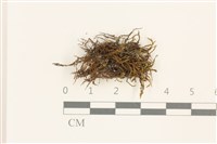 登錄號:B00015113藏品圖，第1張