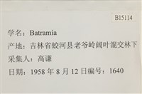 登錄號:B00015114藏品圖，第2張