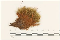 登錄號:B00015114藏品圖，第1張