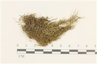 登錄號:B00015116藏品圖，第1張