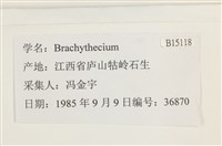 登錄號:B00015118藏品圖，第2張