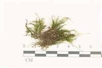登錄號:B00015118藏品圖，第1張