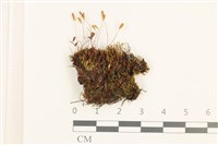 登錄號:B00015120藏品圖，第1張