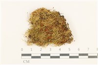 登錄號:B00015121藏品圖，第1張