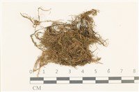 登錄號:B00015122藏品圖，第1張