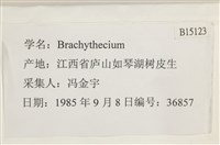 登錄號:B00015123藏品圖，第2張