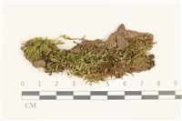 登錄號:B00015123藏品圖，第1張