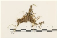 登錄號:B00015125藏品圖，第1張