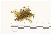 登錄號:B00015127藏品圖，第1張