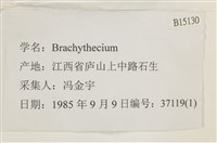 登錄號:B00015130藏品圖，第2張