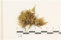 登錄號:B00015132藏品圖，第1張