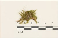 登錄號:B00015134藏品圖，第1張