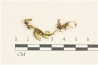 登錄號:B00015137藏品圖，第1張