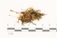 登錄號:B00015139藏品圖，第1張