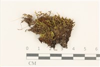 登錄號:B00015143藏品圖，第1張