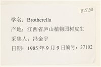 登錄號:B00015150藏品圖，第2張