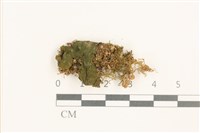 登錄號:B00015152藏品圖，第1張