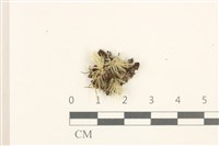 登錄號:B00015154藏品圖，第1張