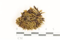 登錄號:B00015156藏品圖，第1張
