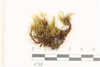 登錄號:B00015159藏品圖，第1張