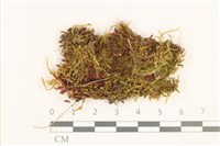 登錄號:B00015162藏品圖，第1張