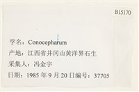 登錄號:B00015170藏品圖，第2張