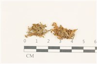 登錄號:B00015170藏品圖，第1張