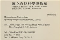 毛擬叉苔藏品圖，第2張