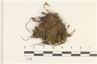 登錄號:B00015501藏品圖，第1張