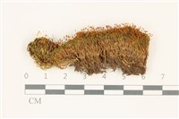 登錄號:B00015502藏品圖，第1張