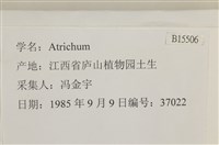 登錄號:B00015506藏品圖，第2張