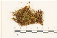登錄號:B00015508藏品圖，第1張
