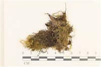 登錄號:B00015512藏品圖，第1張