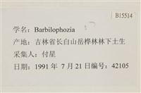 登錄號:B00015514藏品圖，第2張