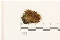 登錄號:B00015517藏品圖，第1張