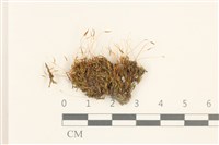 登錄號:B00015518藏品圖，第1張