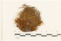 登錄號:B00015519藏品圖，第1張