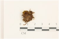 登錄號:B00015520藏品圖，第1張