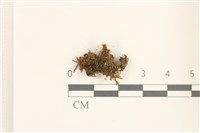 登錄號:B00015521藏品圖，第1張