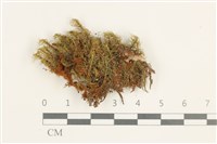 登錄號:B00015525藏品圖，第1張