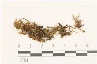 登錄號:B00015527藏品圖，第1張