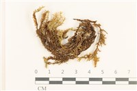 登錄號:B00015529藏品圖，第1張