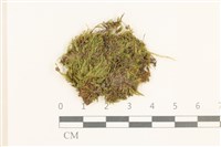 登錄號:B00015531藏品圖，第1張