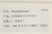 登錄號:B00015532藏品圖，第2張