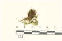 登錄號:B00015532藏品圖，第1張