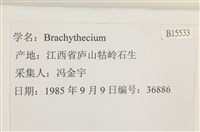 登錄號:B00015533藏品圖，第2張