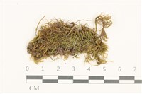 登錄號:B00015533藏品圖，第1張