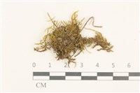 登錄號:B00015534藏品圖，第1張